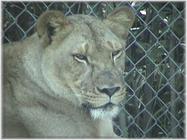 AFRICAN LION 0160